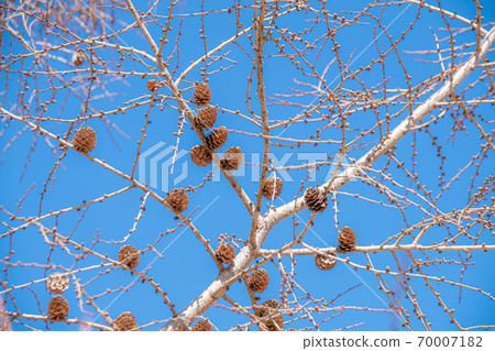 卡拉鬆鬆樹和藍天 卡拉鬆鬆樹和藍天 70007182