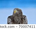 White-tailed Eagle [Shiretoko, Hokkaido] 70007411