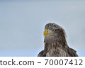 White-tailed Eagle [Shiretoko, Hokkaido] 70007412