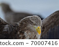 White-tailed Eagle [Shiretoko, Hokkaido] 70007416