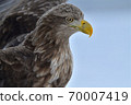 White-tailed Eagle [Shiretoko, Hokkaido] 70007419