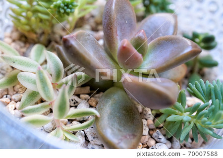 Succulent plants Succulent plants 70007588