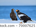 Steller's sea eagle [Shiretoko, Hokkaido] 70007625