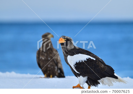 Steller's sea eagle [Shiretoko, Hokkaido] 70007625