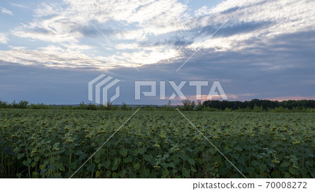 Field of sunflowers at sunset. The sunflower flowers lowered their heads to the ground. Field of sunflowers at sunset. The sunflower flowers lowered their heads to the ground. 70008272