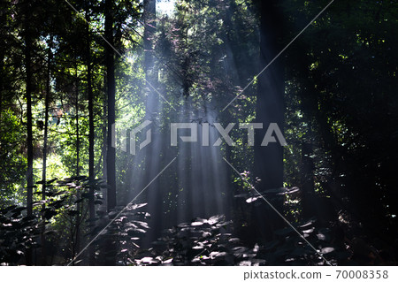 The sun goes between the trees The sun goes between the trees 70008358