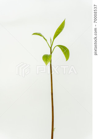Hydroponic culture of avocado Hydroponic culture of avocado 70008537