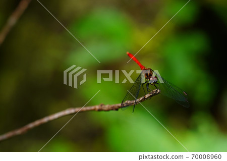 Dragonfly that fits in branches 70008960