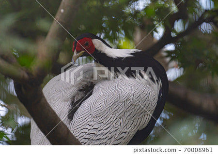 Silver pheasant in the bush 70008961
