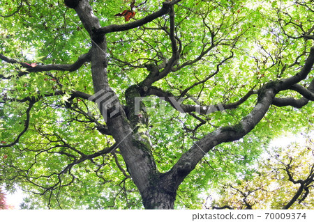 Summer forest 70009374