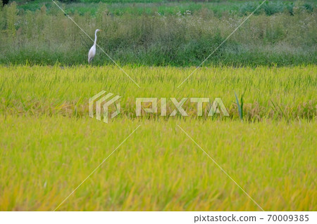 Heron autumn 70009385