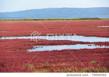 Lake Notoro coral grass community (in Ubaranai, Abashiri City, Hokkaido) 70009568