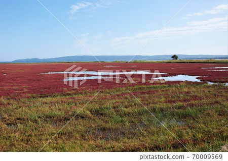 Lake Notoro coral grass community (in Ubaranai, Abashiri City, Hokkaido) 70009569