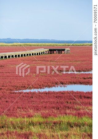 Lake Notoro coral grass community (in Ubaranai, Abashiri City, Hokkaido) Lake Notoro coral grass community (in Ubaranai, Abashiri City, Hokkaido) 70009571