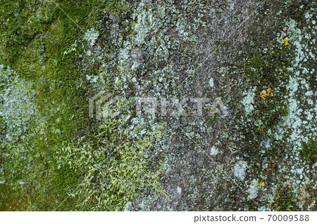 樹上的苔蘚2 樹上的苔蘚2 70009588