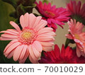 雛菊 70010029