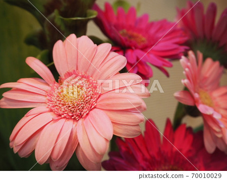 雛菊 雛菊 70010029