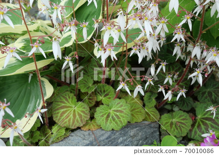 雪下花 雪下花 70010086