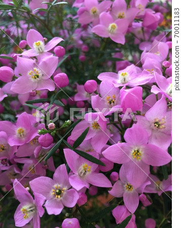 Boronia Pinnata (Boronia Pinnata) Boronia Pinnata (Boronia Pinnata) 70011183