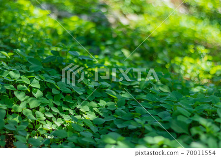 Clover that spreads like a carpet 70011554