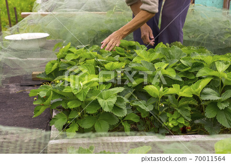 A woman farmer is checking strawberry bushes for ripe strawberry 70011564