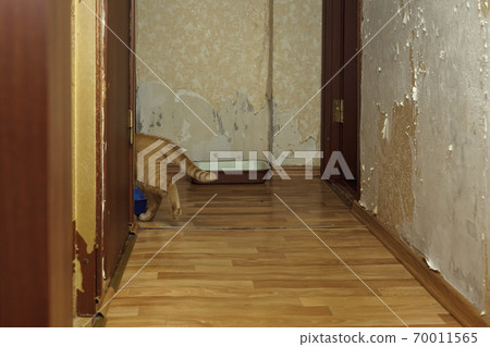 A hooligan cat moves around the corner in a scary apartment with tattered walls A hooligan cat moves around the corner in a scary apartment with tattered walls 70011565