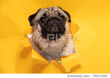 Cute dog pug breed on yellow paper hole making question face and funny face,Happiness and cheerful dog concept Cute dog pug breed on yellow paper hole making question face and funny face,Happiness and cheerful dog concept 70012300
