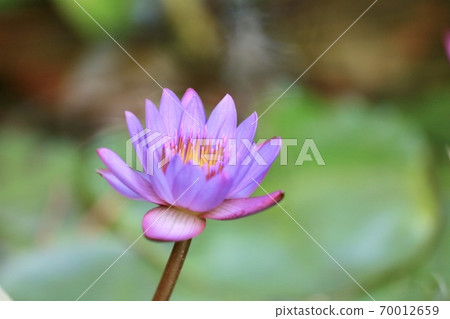 Water lily water lily lotus 70012659