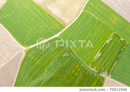 An aerial view of huge agricultural plant fields, divided with path. Green growing plants below. An aerial view of huge agricultural plant fields, divided with path. Green growing plants below. 70012946