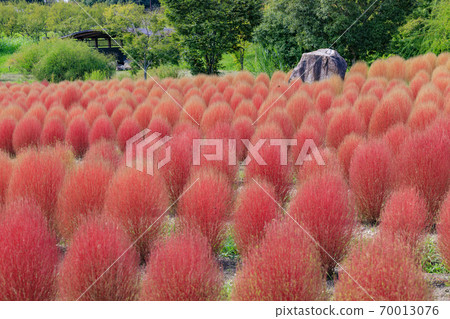 Umami Hill Park Colored Kokia Umami Hill Park Colored Kokia 70013076