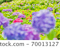 雨季花繡球花 70013127