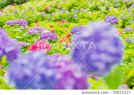 雨季花繡球花 雨季花繡球花 70013127