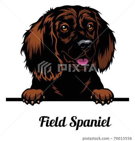 Head Field Spaniel - dog breed. Color image of a dogs head isolated on a white background 70013556