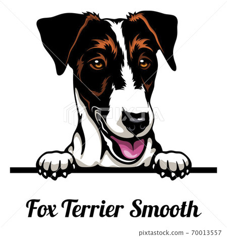 Head Fox Terrier Smooth - dog breed. Color image of a dogs head isolated on a white background 70013557