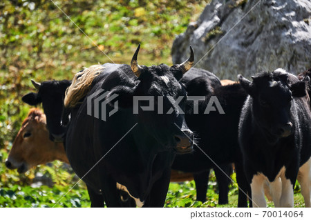herd of cows outdoors close up 70014064
