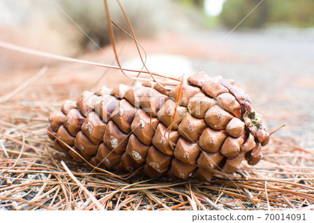 autumn, forest, pineapple 70014091