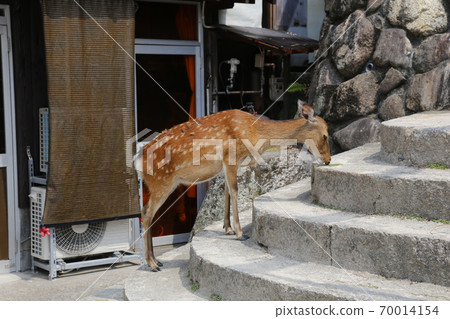 Miyajima Itsukushima Shrine Aki Hiroshima 70014154