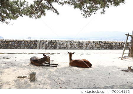 宮島嚴島神社廣島昭 70014155