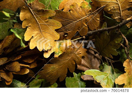 Autumn creative composition with beautiful autumn leaves. 70014878