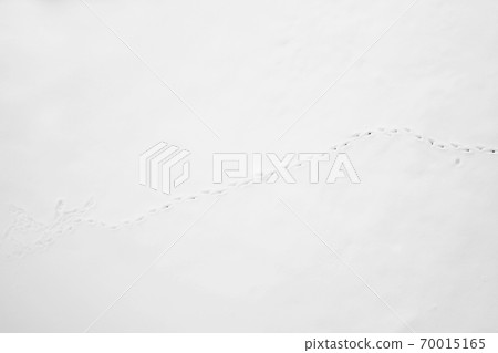 Footprints of a small bird in the white snow in winter Footprints of a small bird in the white snow in winter 70015165