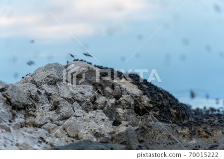 Swarm of flying mosquitoes and insects around the lake Swarm of flying mosquitoes and insects around the lake 70015222