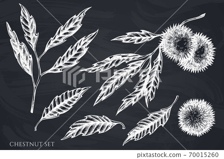 Vector set of hand drawn chalk chestnut 70015260