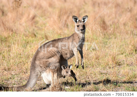 野甘加魯（墨爾本附近） 70015334