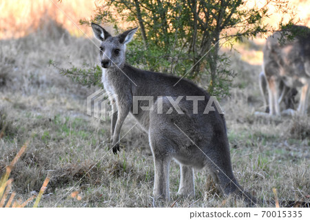 Wild Eastern Gray Kangaroo (near Melbourne) Wild Eastern Gray Kangaroo (near Melbourne) 70015335