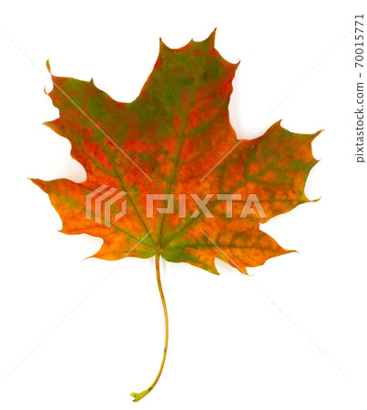 Yellow autumn fall leave isolated on white background. Seasonal content for posters cards invitation or other decor 70015771