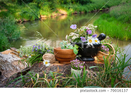 Mortar of medicinal herbs, wooden bowl and basket of healing plants, bunch of medicinal herbs on a wooden stump on bank of beautiful forest river Mortar of medicinal herbs, wooden bowl and basket of healing plants, bunch of medicinal herbs on a wooden stump on bank of beautiful forest river 70016137
