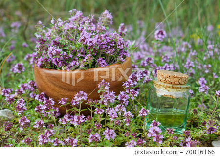 Bottle of thyme essential oil and wooden mortar filled with thymus serpyllum flowers on meadow outdoors. Alternative medicine. Bottle of thyme essential oil and wooden mortar filled with thymus serpyllum flowers on meadow outdoors. Alternative medicine. 70016166