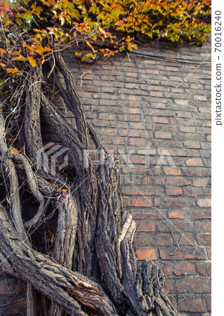 Green natural ivy leaves and vine and ancient old yellow, orange, red brick wall. Green natural ivy leaves and vine and ancient old yellow, orange, red brick wall. 70016240