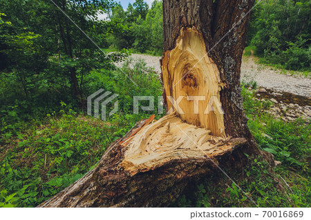 Storm damage. Fallen trees in the forest after a storm. Storm damage. Fallen trees in the forest after a storm. 70016869