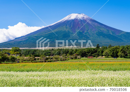 [Yamanashi Prefecture] Flower City Park Buckwheat field and Mt. Fuji, first snowfall 70018506